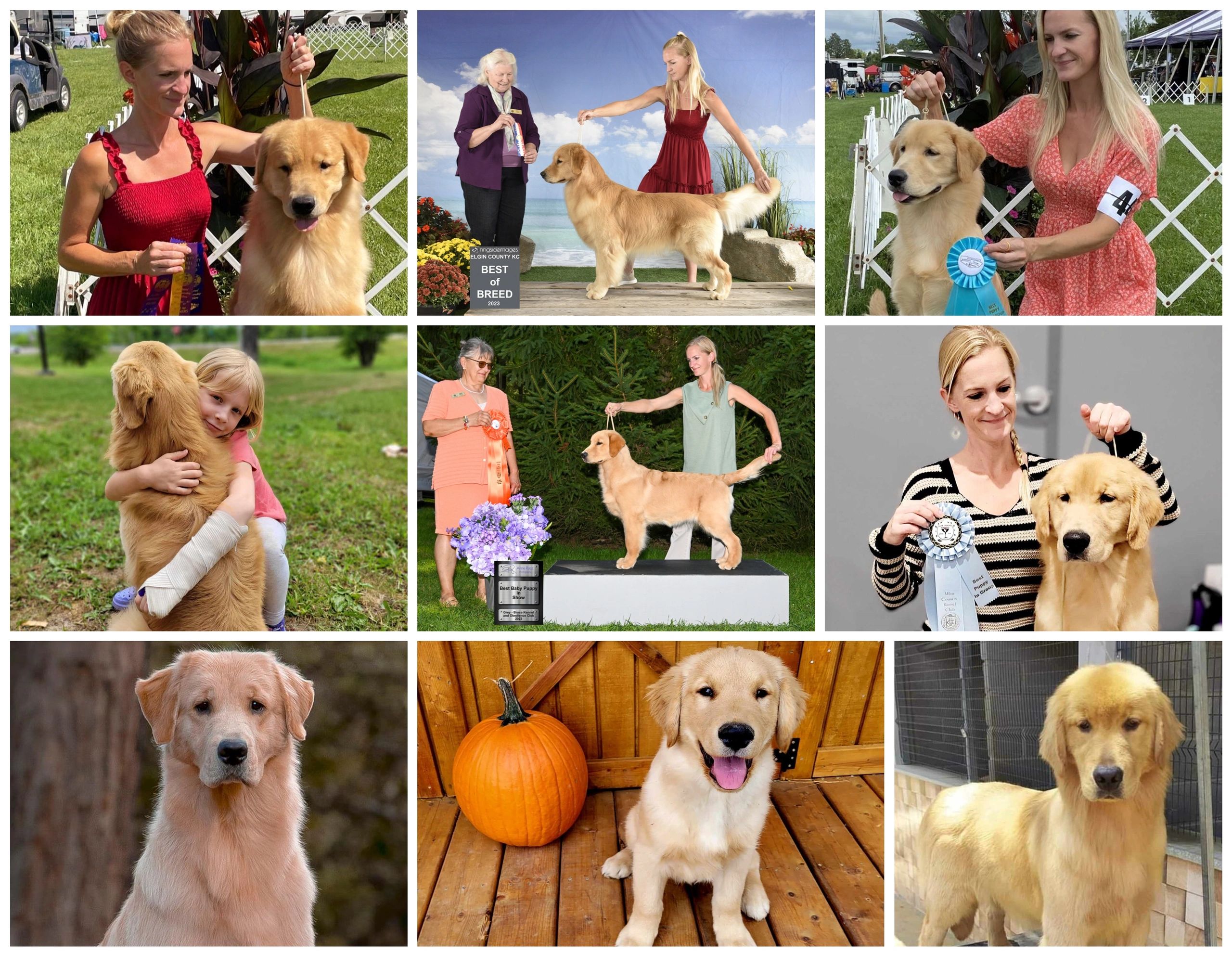 Kennel for golden retriever sales